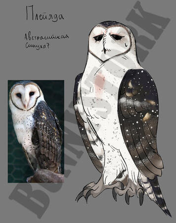 Owl oc!